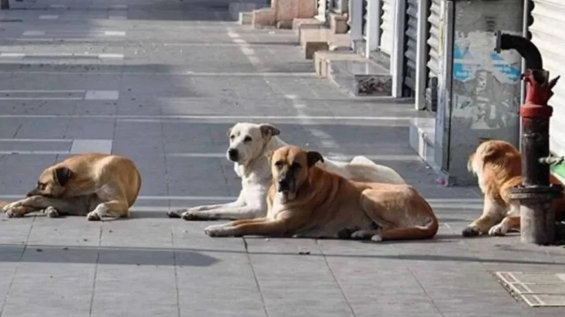 Valiliklere ‘Köpekleri toplayın’ yazısı, salana ceza… Odatv avukatlara sordu: ‘Dolu