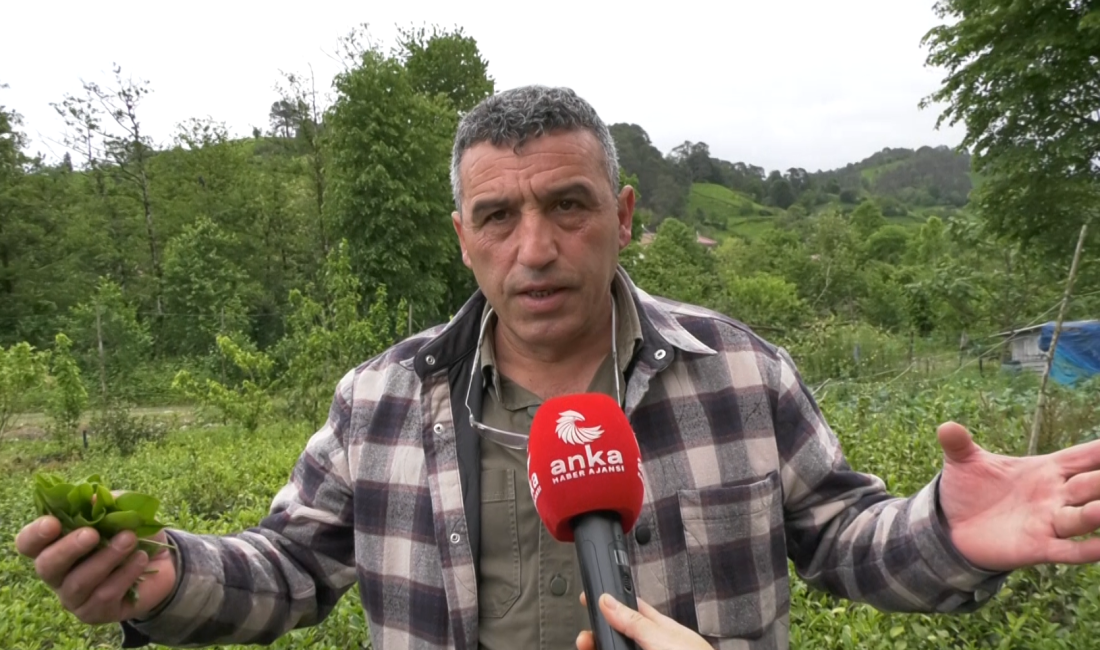 Haber: Gençağa Karafazlı (RİZE) – Fındıklı Ziraat Odası Başkanı Mehmet Özsoy,