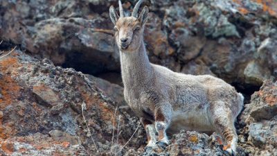 Özel Haber: Gençağa Karafazlı (RİZE) – Yurdun dört bir yanında