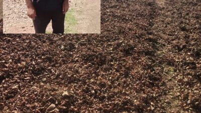 Ordulu Üretici Kokarcayı Kendi Yöntemiyle Bitirdi Ordu’nun Kabadüz ilçesinde fındık