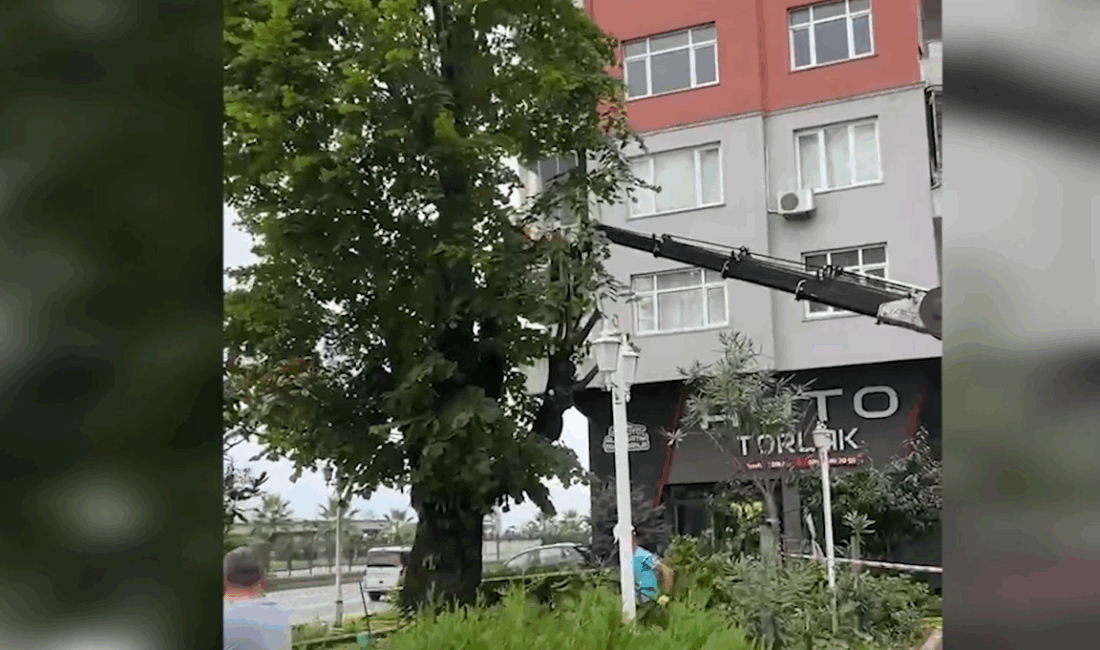 Rize’de 100 Yıllık Tarihi Ağaç Kesildi: Mahalle Halkı Tepkili Özel