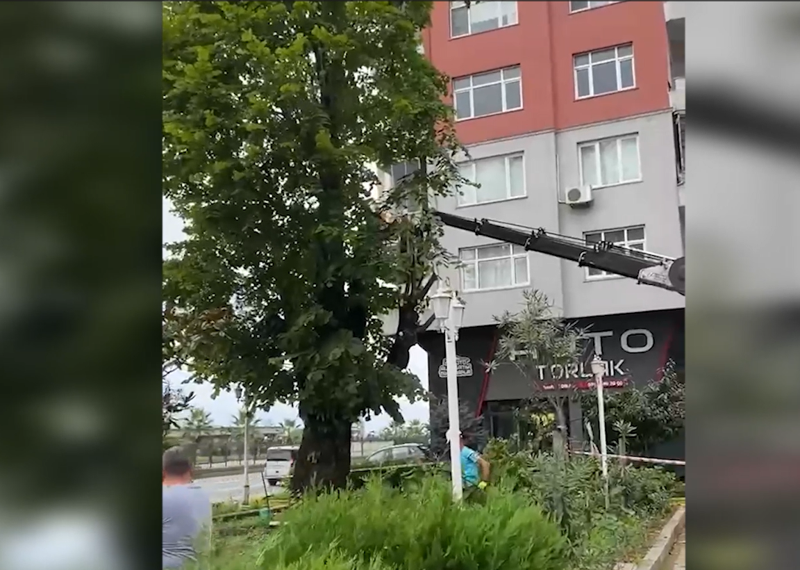 Rize’de 100 Yıllık Tarihi Ağaç Kesildi: Mahalle Halkı Tepkili Özel