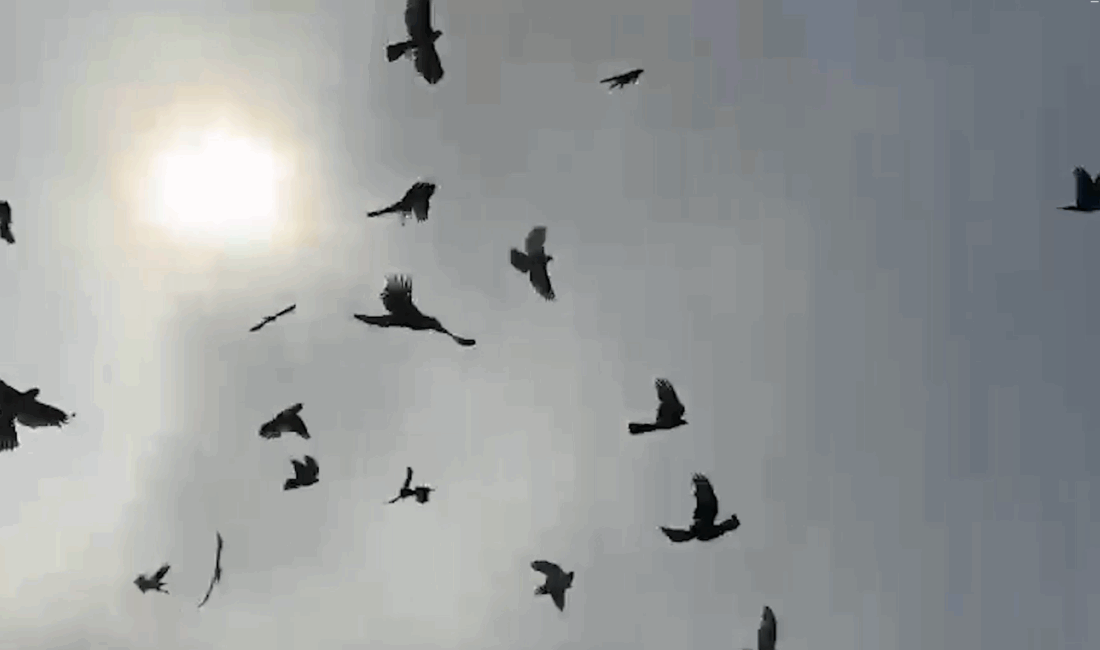 HABER. Gençağa KARAFAZLI GÖRÜNTÜ. Koray ÖZTURNA (RİZE)- 2025 Doğaya Atmaca