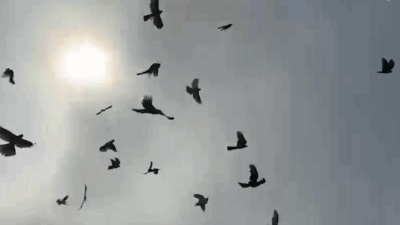 HABER. Gençağa KARAFAZLI (RİZE)- 2025 Doğaya Atmaca Salım Şenliği” renkli