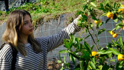 ÇAYKUR Atatürk Çay ve Bahçe Kültürleri Araştırma Enstitüsünde kurulan bahçede