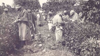 Rize’de çay tarımının bilinen başlangıç tarihi yıllar sonra ortaya çıkan