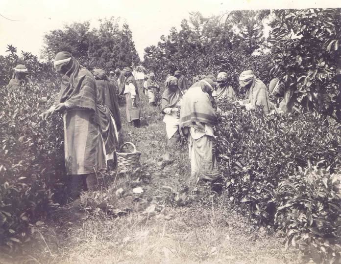 Rize’de çay tarımının bilinen başlangıç tarihi yıllar sonra ortaya çıkan