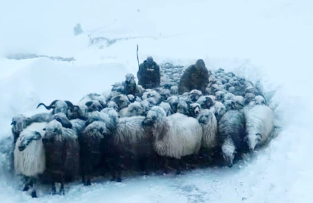 HABER.Ahmet KÜLEKÇİ (ARTVİN)-Artvin’in Ardanuç ilçesine bağlı Zekeriya köyünde çığ altında