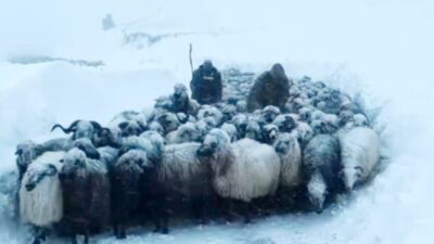 HABER.Ahmet KÜLEKÇİ (ARTVİN)-Artvin’in Ardanuç ilçesine bağlı Zekeriya köyünde çığ altında