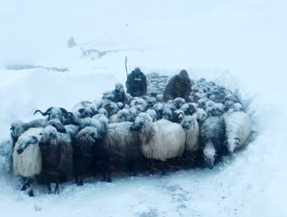 HABER.Ahmet KÜLEKÇİ (ARTVİN)-Artvin’in Ardanuç ilçesine bağlı Zekeriya köyünde çığ altında