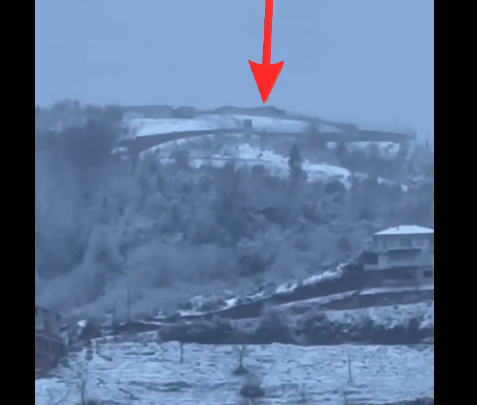 ÖZEL HABER: Selda Karafazlı RİZE – Rize’de sahipsiz hayvanların korunması ve