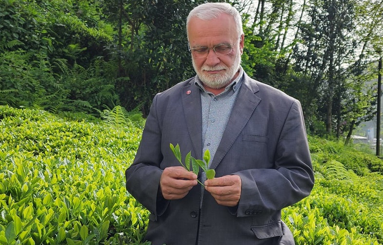 Saadet Partisi GİK Üyesi Hasan Uzun’dan Çay Fiyatı ve Rize