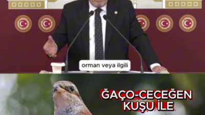 Atmacacılık Yasaklanıyor mu? Karadeniz’de Kültürel Miras Endişesi Doğu Karadeniz’in binlerce