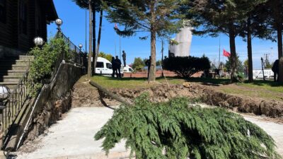 Rize Çayeli‘nde ağaç katliamı!!! Haber:Arif Azak (RİZE)- Rize’nin Çayeli ilçesinde