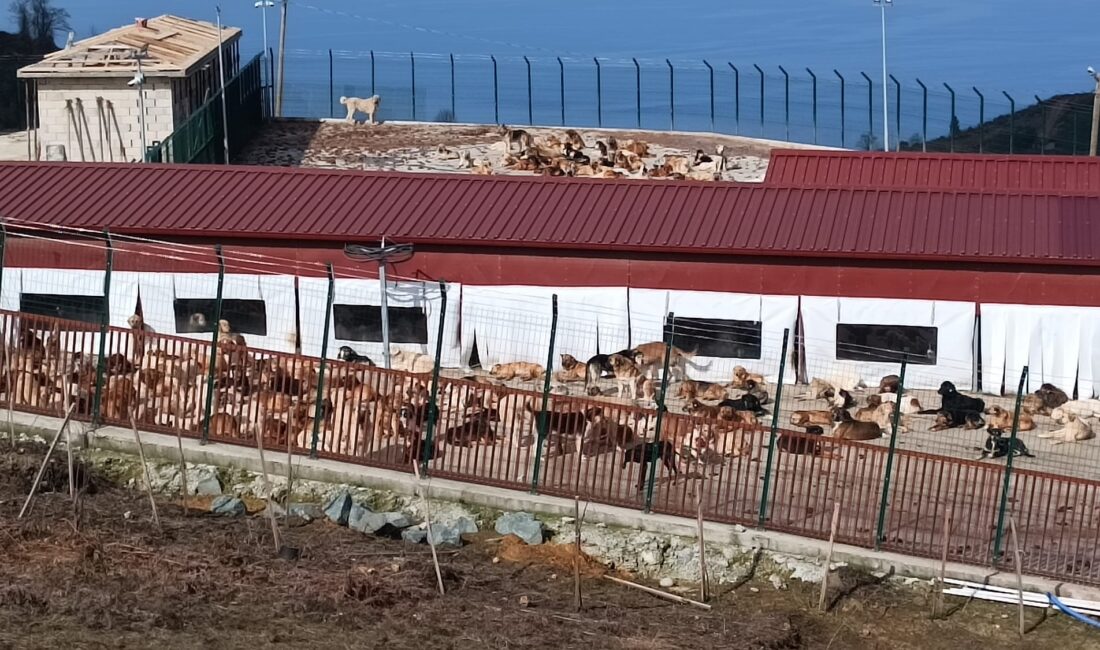 + Fındıklı’daki Sahipsiz Sokak Hayvanları Doğal Yaşam Alanında Ölüm Kampı