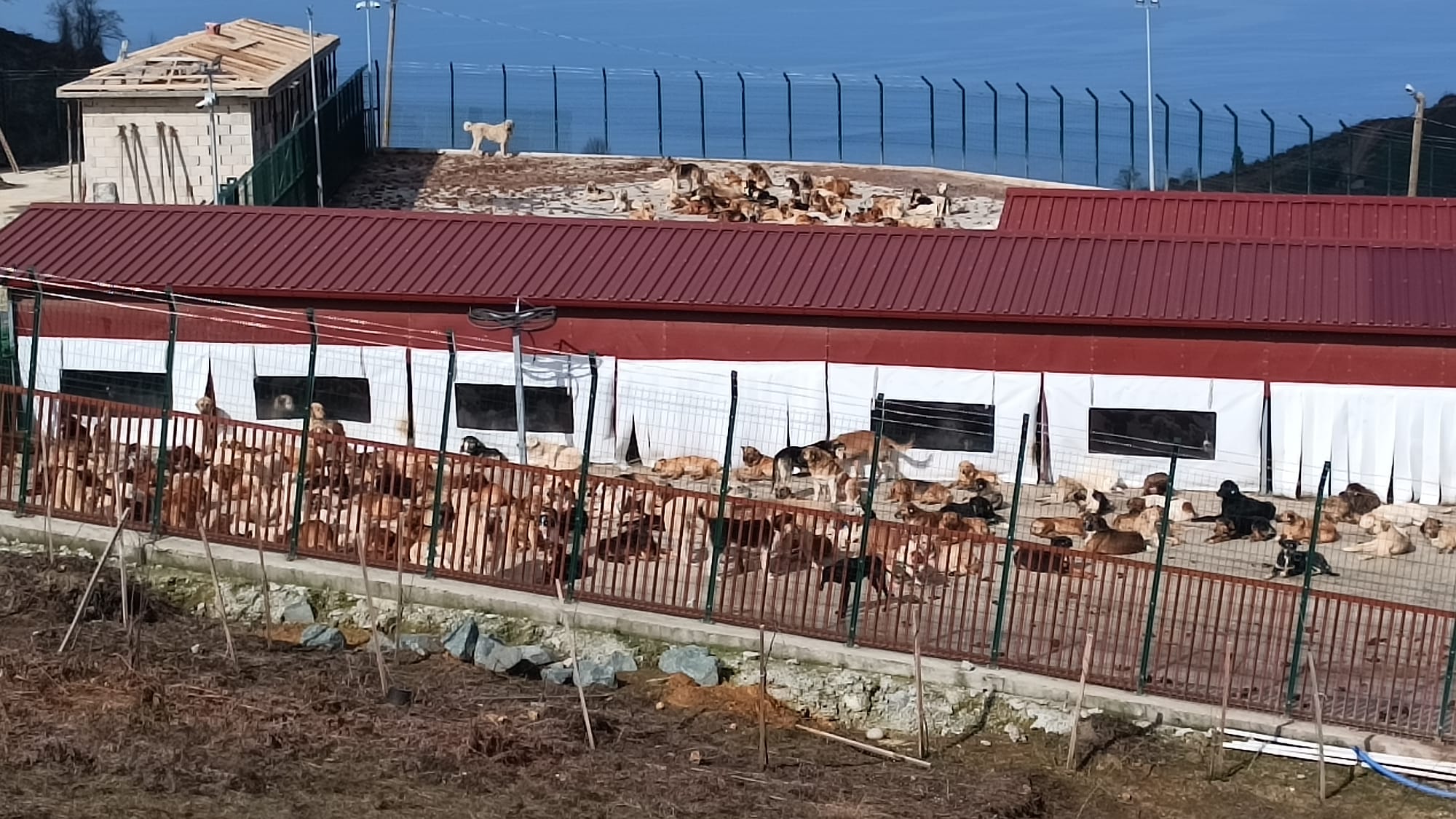 + Fındıklı’daki Sahipsiz Sokak Hayvanları Doğal Yaşam Alanında Ölüm Kampı