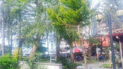 Rize’nin “klimalı bahçesi” yıkılıyor Rize şehir merkezinde Müftü Mahallesi’nde yıllardır