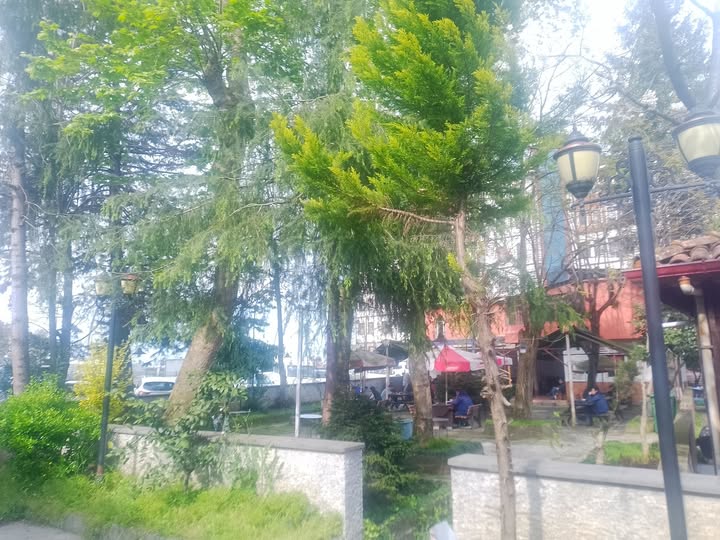 Rize’nin “klimalı bahçesi” yıkılıyor Rize şehir merkezinde Müftü Mahallesi’nde yıllardır