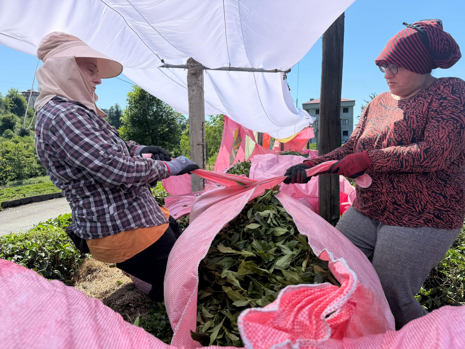 https://youtu.be/ecODhAsc3lw RİZE – Devam eden çay hasadında ürününü ÇAYKUR’a veremediğini vurgulayan